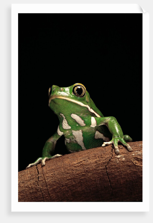 Phyllomedusa sauvagii (waxy monkey leaf frog) by Anonymous