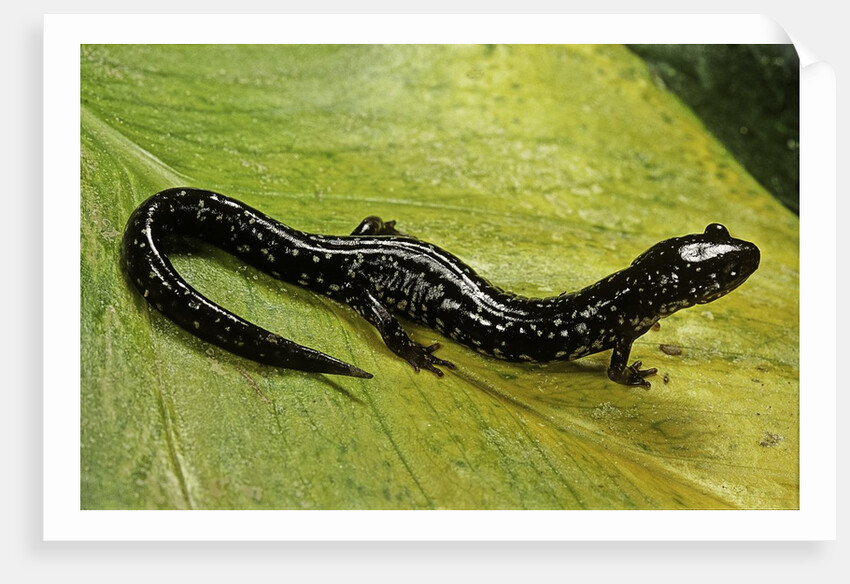 Plethodon glutinosus (northern slimy salamander) by Anonymous