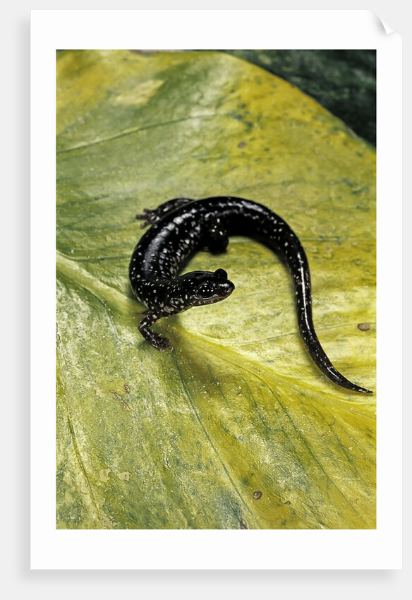 Plethodon glutinosus (northern slimy salamander) by Anonymous