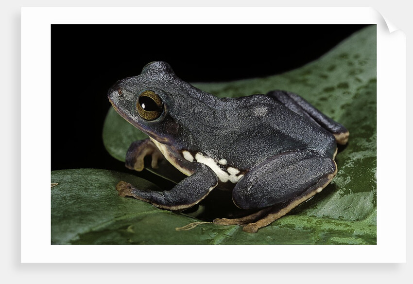 Rhacophorus dennysi (chinese gliding frog) by Anonymous