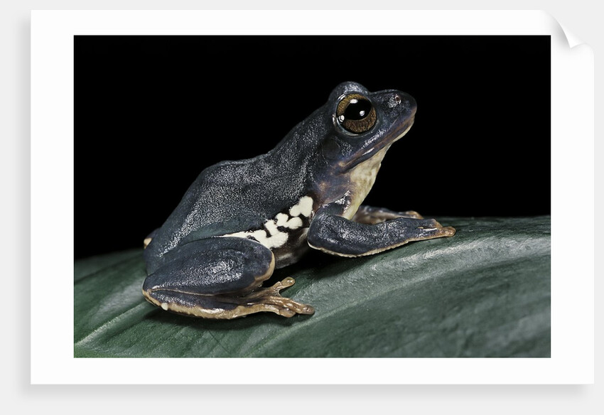 Rhacophorus dennysi (chinese gliding frog) by Anonymous