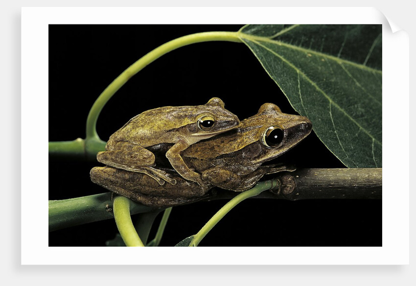 Polypedates leucomystax (common tree frog, golden gliding frog) - mating by Anonymous
