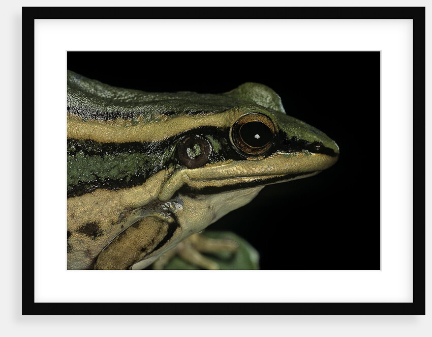 Hylarana erythraea (common green frog, leaf frog) by Anonymous