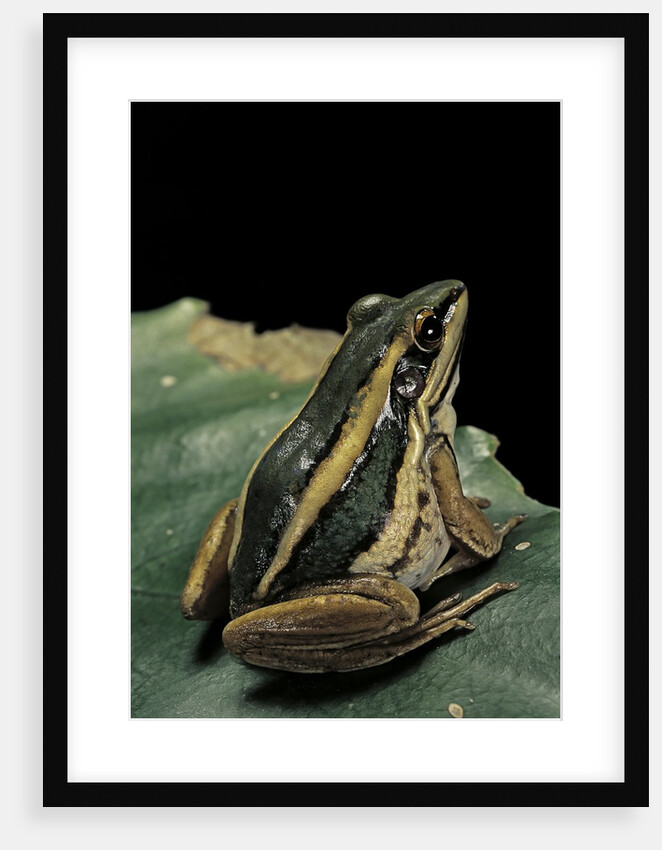 Hylarana erythraea (common green frog, leaf frog) by Anonymous