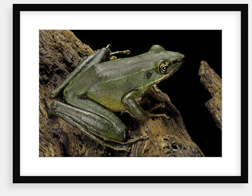 Odorrana hosii (poisonous rock frog) by Anonymous