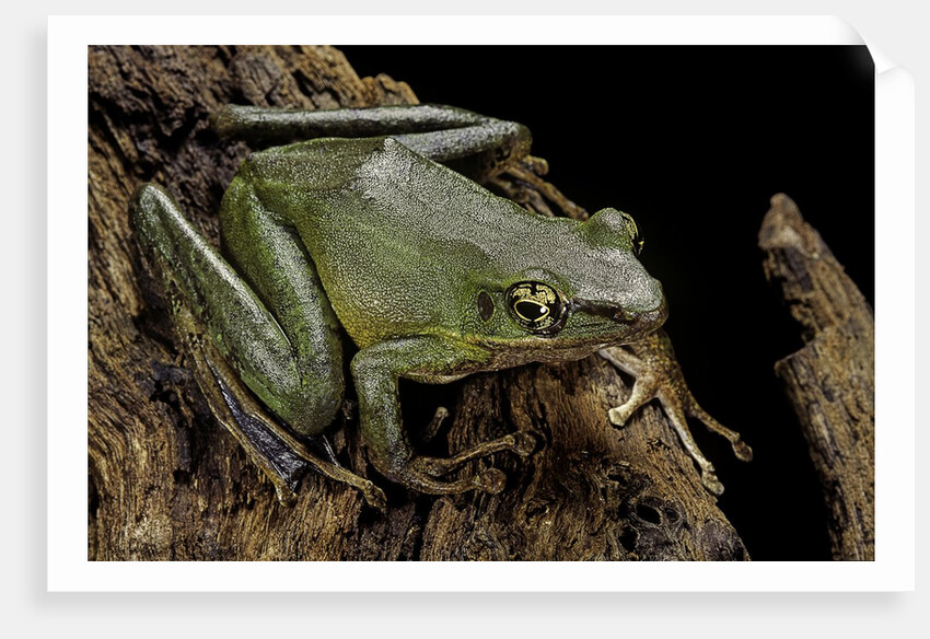 Odorrana hosii (poisonous rock frog) by Anonymous