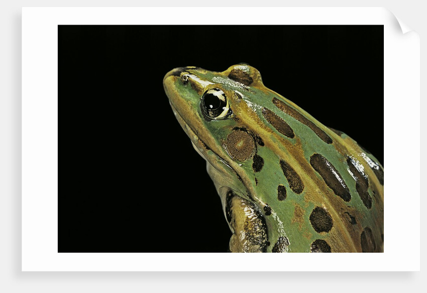Lithobates pipiens (northern leopard frog) by Anonymous