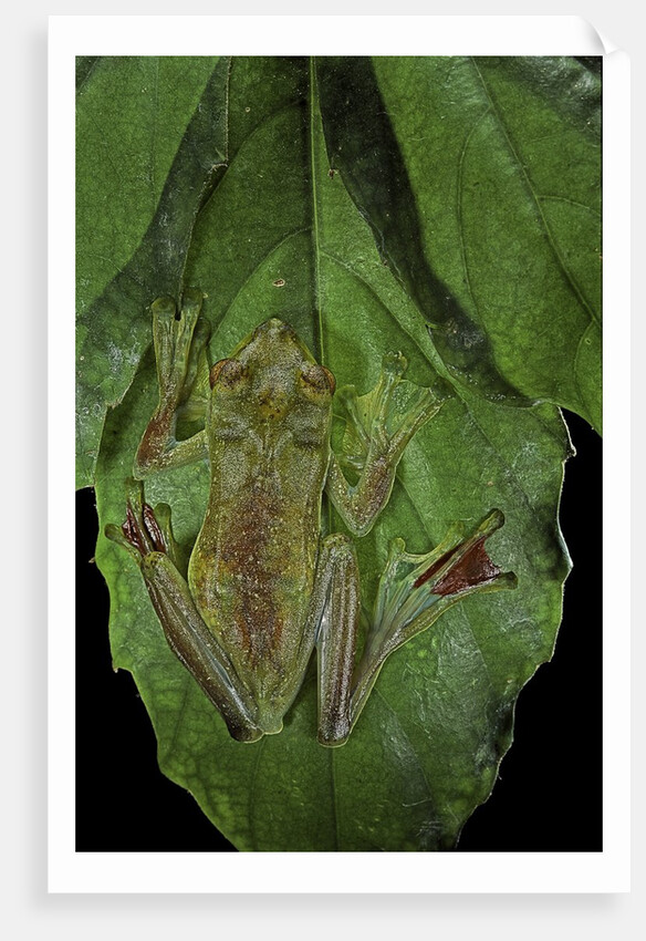 Rhacophorus prominanus (Malayan flying frog) by Anonymous
