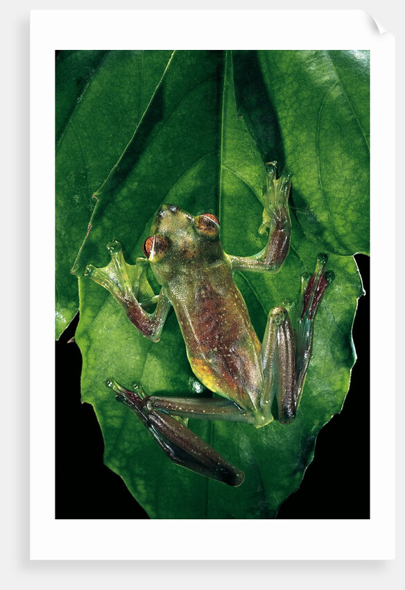 Rhacophorus prominanus (Malayan flying frog) by Anonymous