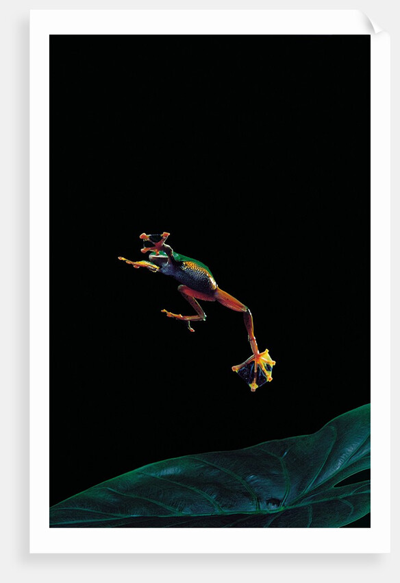 Rhacophorus reinwardtii (green flying frog) - flying by Anonymous