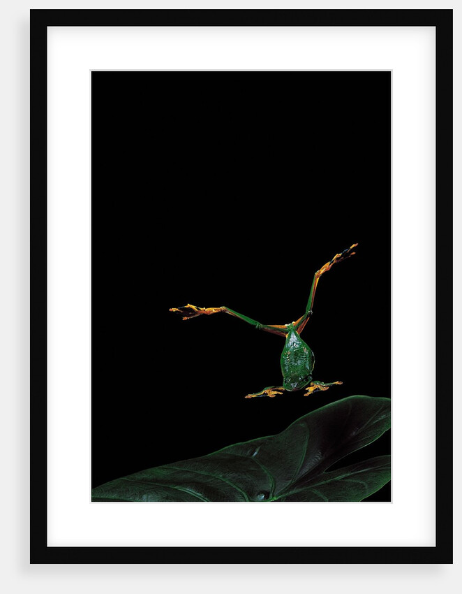 Rhacophorus reinwardtii (green flying frog) - flying by Anonymous