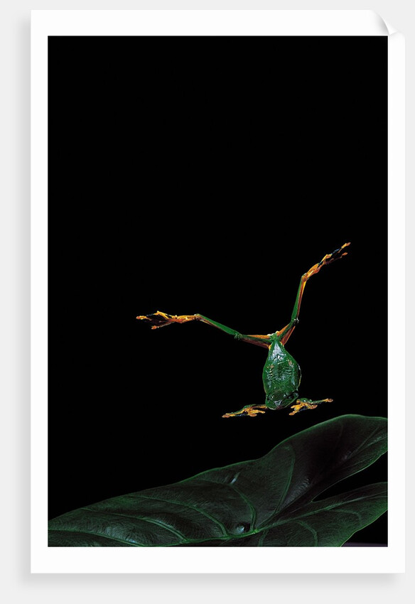 Rhacophorus reinwardtii (green flying frog) - flying by Anonymous
