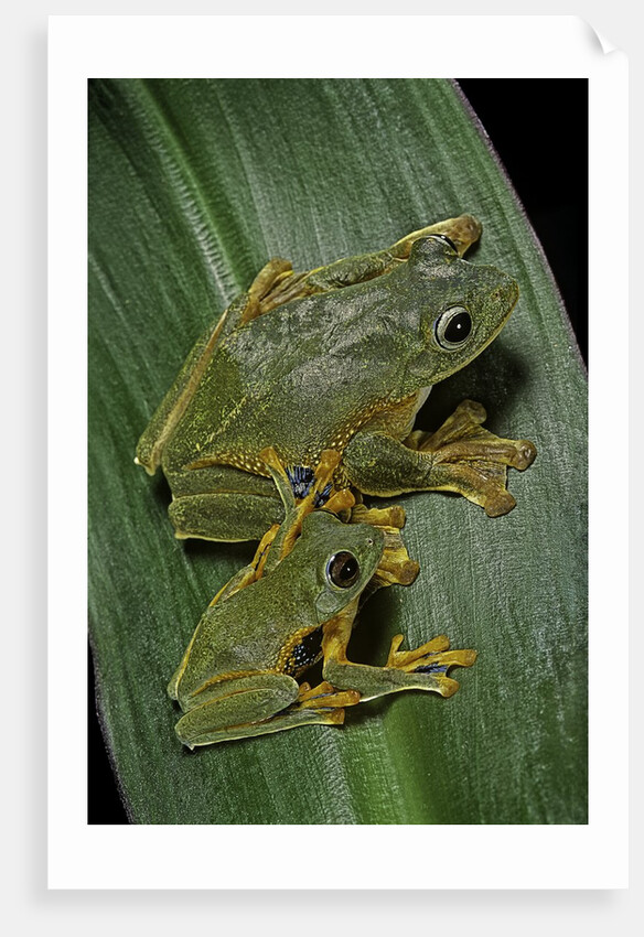 Rhacophorus reinwardtii (green flying frog) by Anonymous