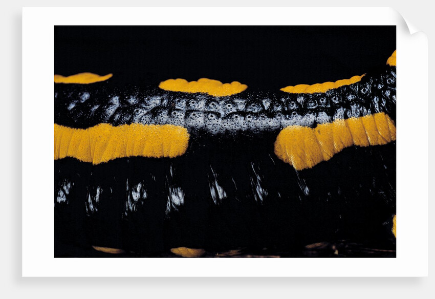 Salamandra salamandra terrestris (fire salamander) by Anonymous