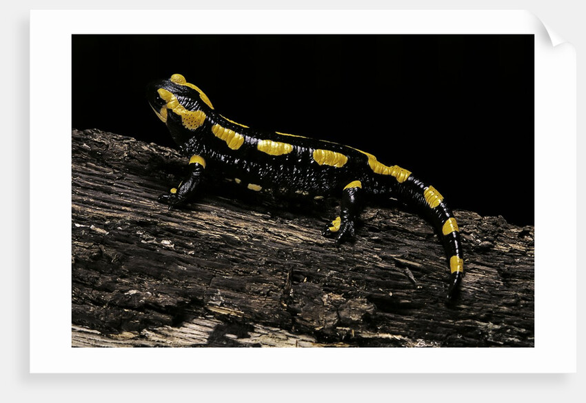 Salamandra salamandra terrestris (fire salamander) by Anonymous