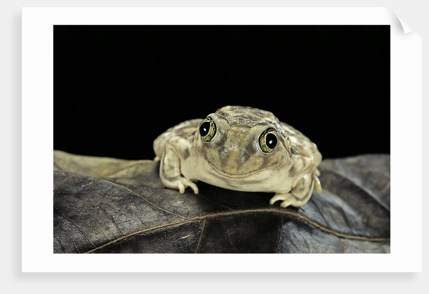 Spea bombifrons (plains spadefoot toad) by Anonymous