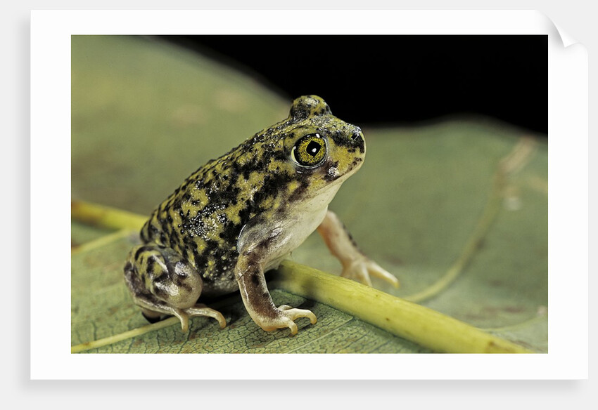 Scaphiopus couchii (Couch's spadefoot toad) by Anonymous