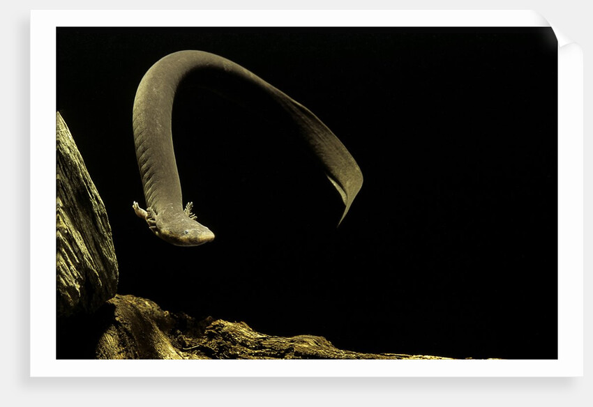 Siren intermedia (lesser siren) by Anonymous
