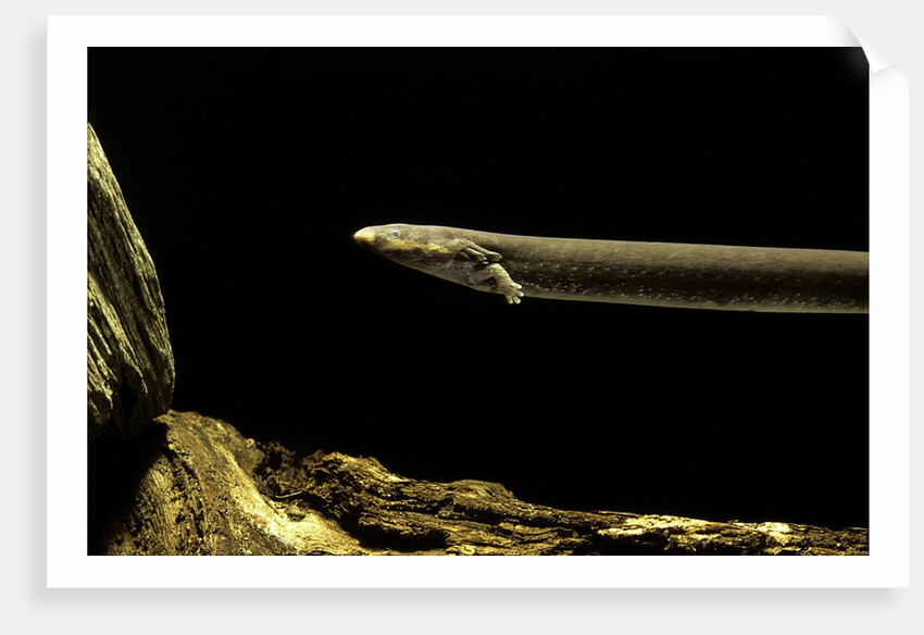 Siren intermedia (lesser siren) by Anonymous