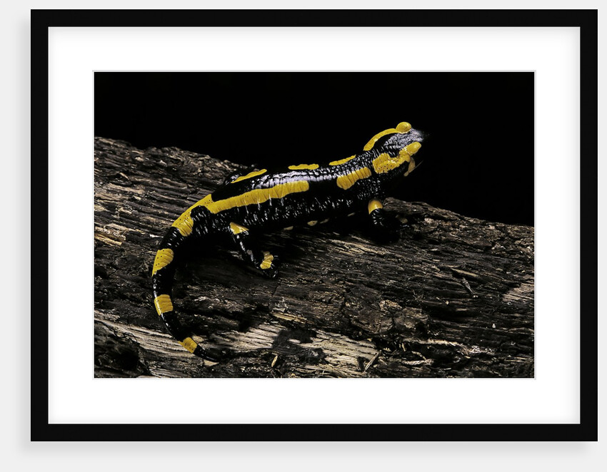 Salamandra salamandra terrestris (fire salamander) by Anonymous