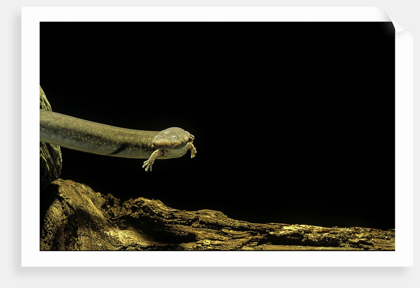 Siren intermedia (lesser siren) by Anonymous