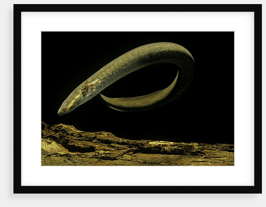 Siren intermedia (lesser siren) by Anonymous