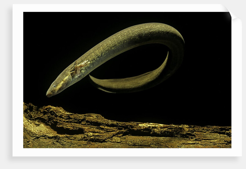 Siren intermedia (lesser siren) by Anonymous