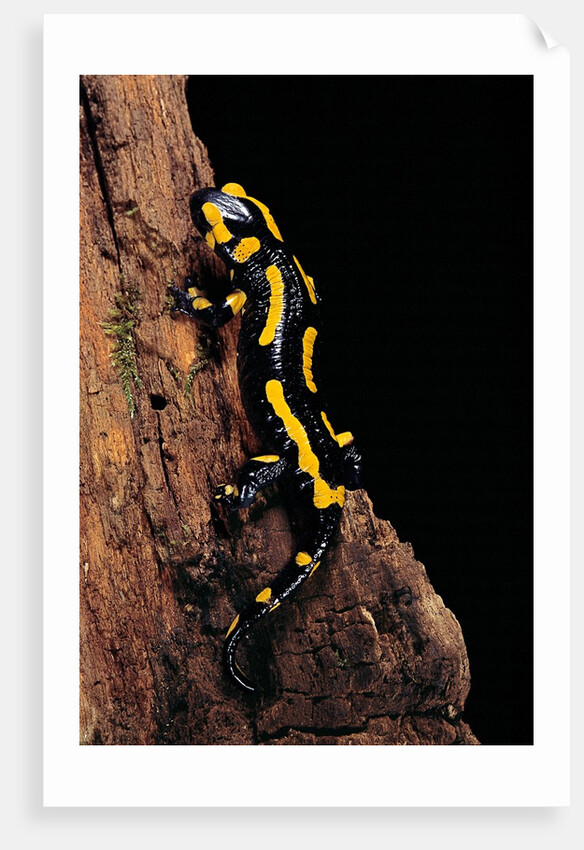 Salamandra salamandra terrestris (fire salamander) by Anonymous