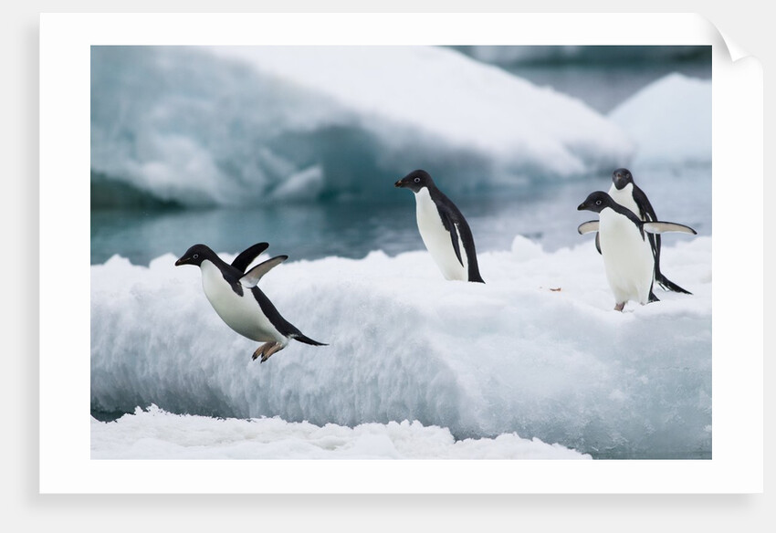 Adelie Penguins Diving Off Ice by Anonymous