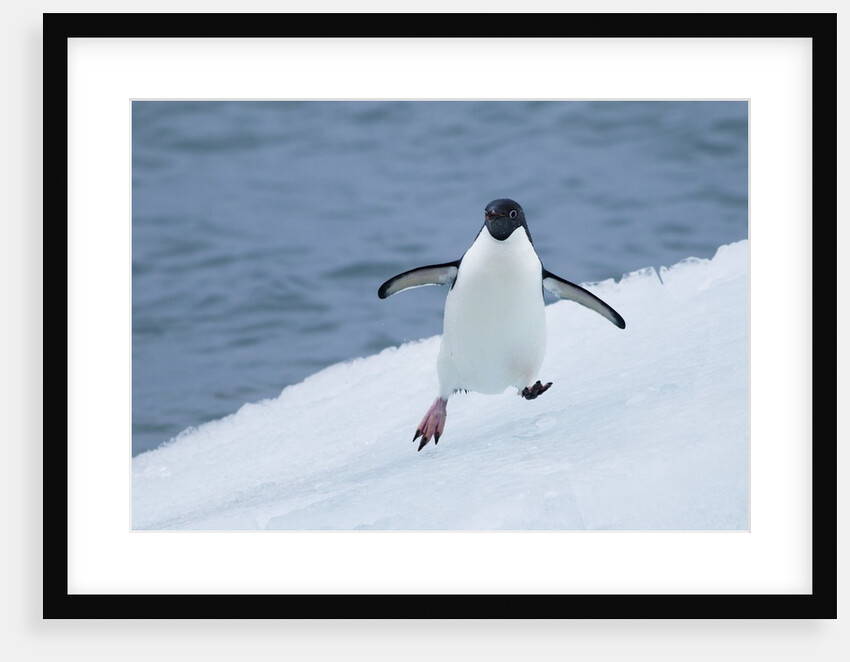 Adelie Penguin by Anonymous