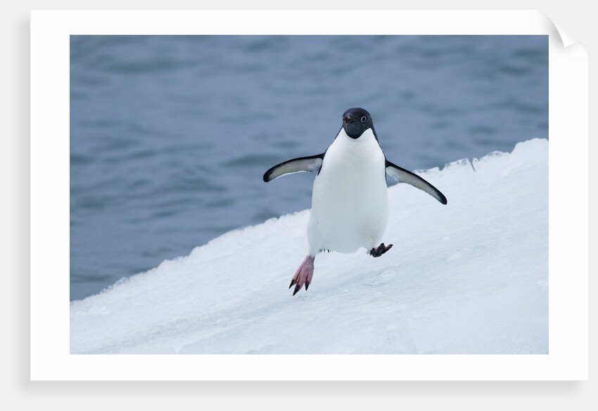 Adelie Penguin by Anonymous