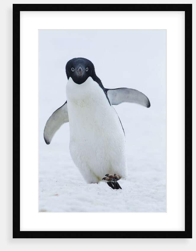Adelie Penguin by Anonymous