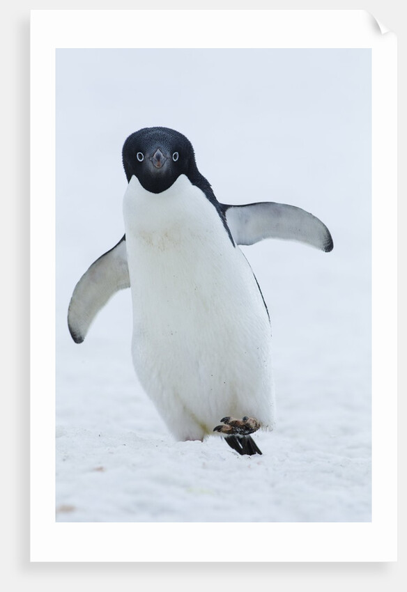 Adelie Penguin by Corbis