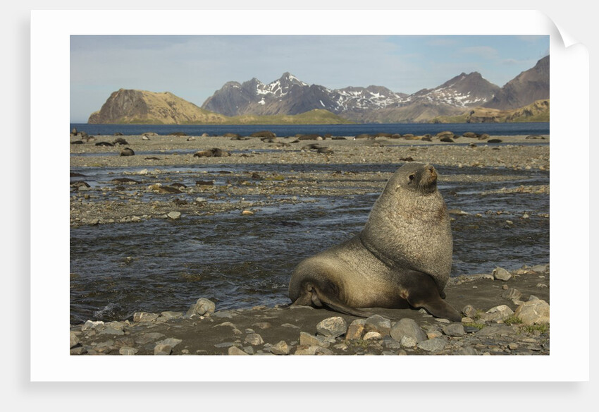 Antarctic Fur Seal at Haul-out by Anonymous