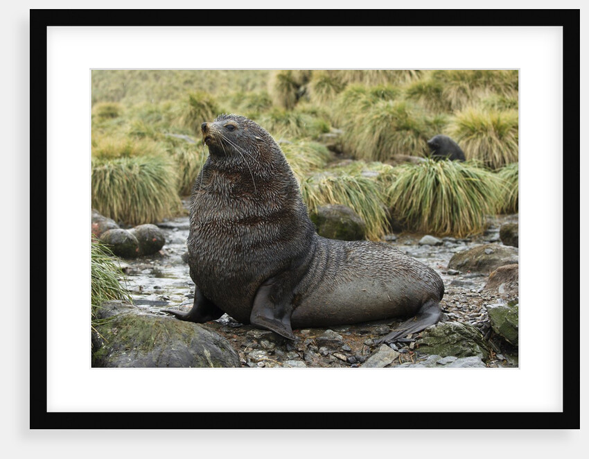 Antarctic Fur Seal at Haul-out by Anonymous