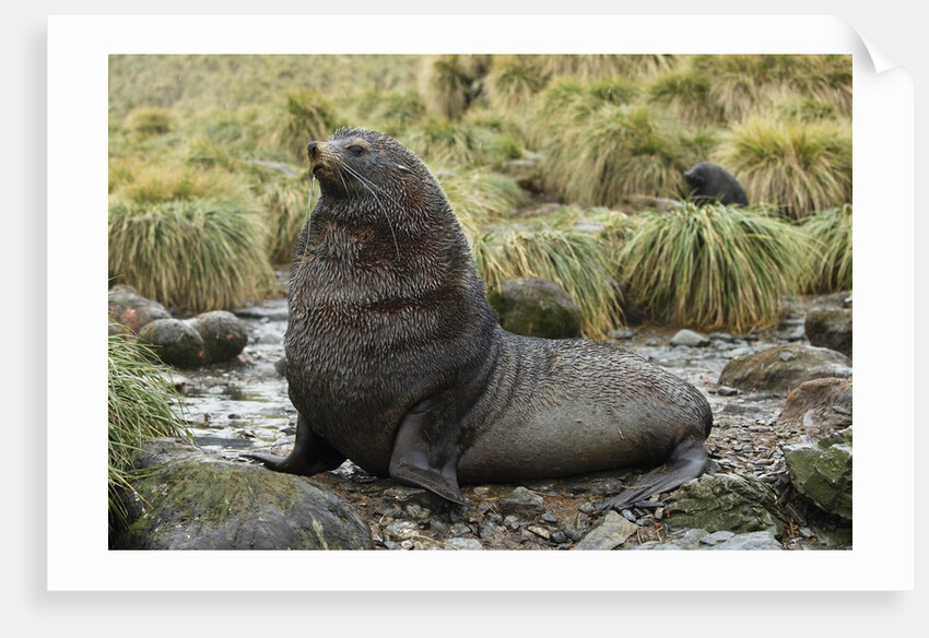 Antarctic Fur Seal at Haul-out by Anonymous
