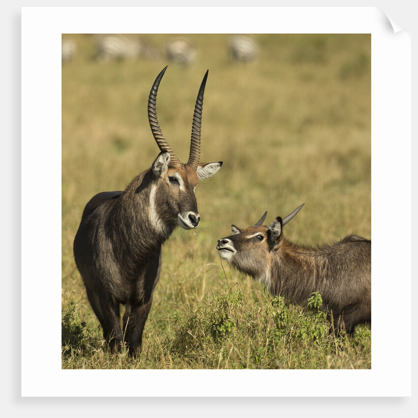 Defassa Waterbuck Pair by Anonymous
