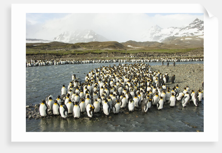 King Penguin Colony by Anonymous