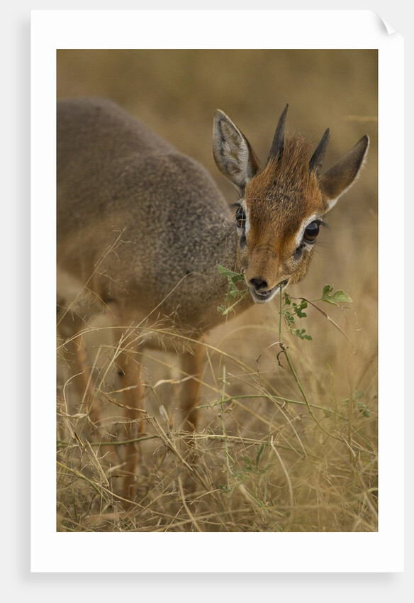 Kirk's Dik-dik Browsing by Anonymous
