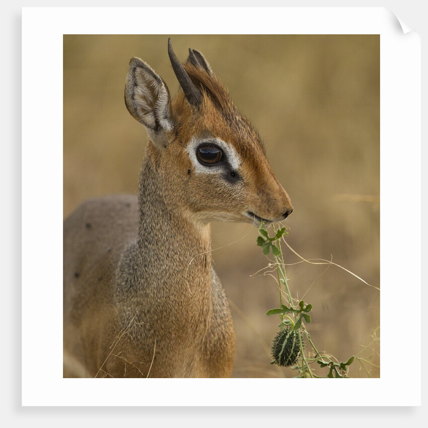 Kirk's Dik-dik Browsing by Anonymous