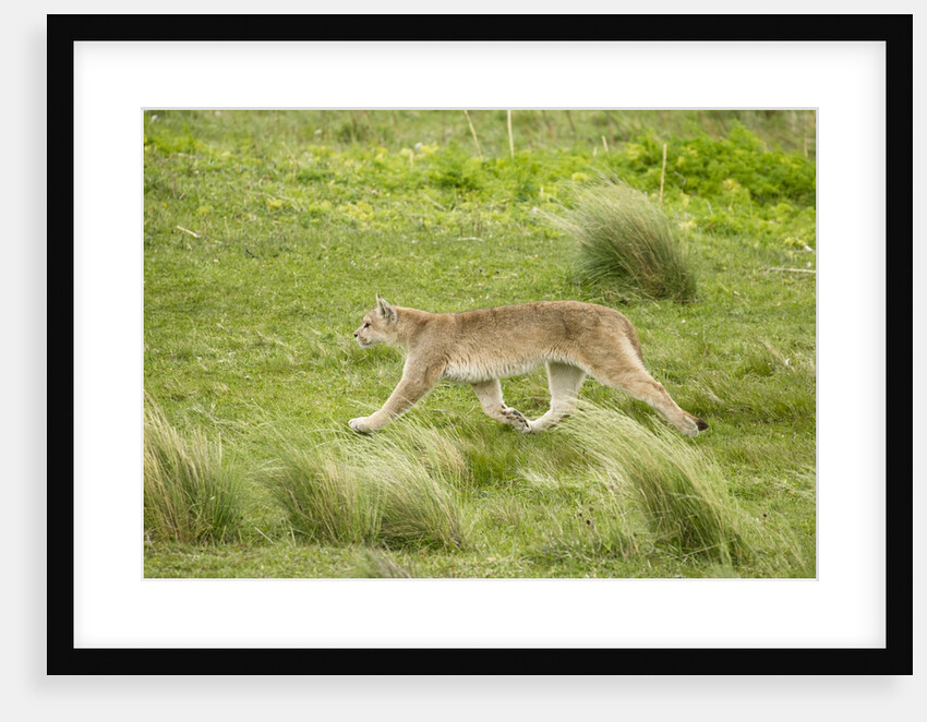 Wild Puma in Chile by Anonymous