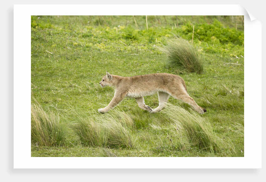 Wild Puma in Chile by Anonymous