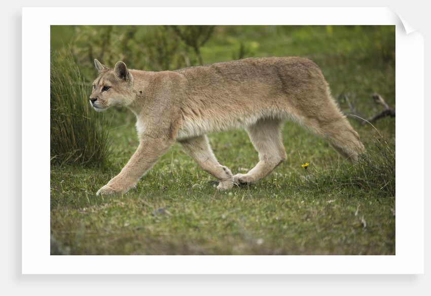 Wild Puma in Chile by Anonymous