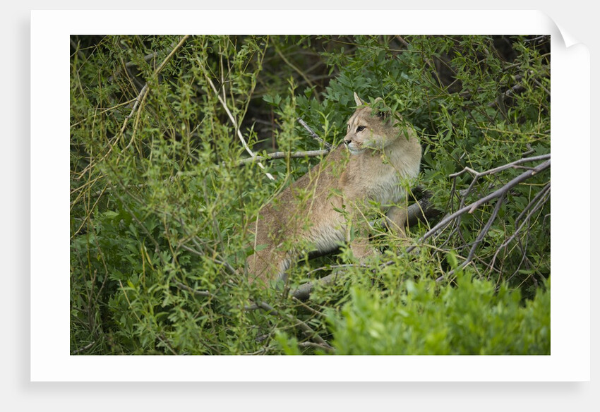 Wild Puma in Chile by Anonymous