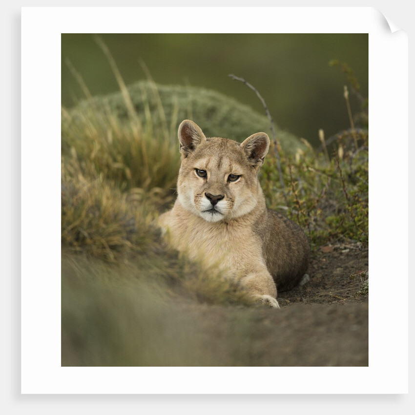 Wild Puma in Chile by Anonymous