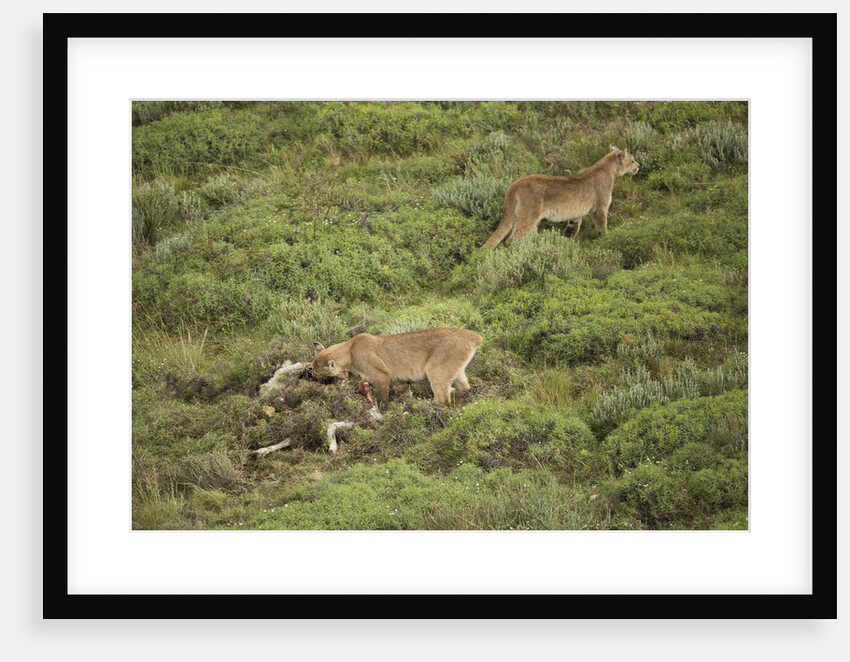 Wild Puma in Chile by Anonymous