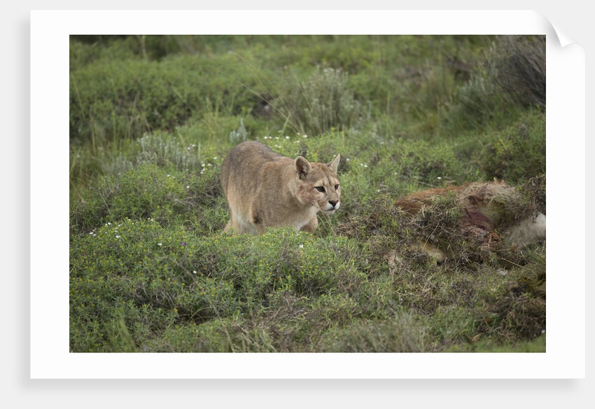 Wild Puma in Chile by Anonymous