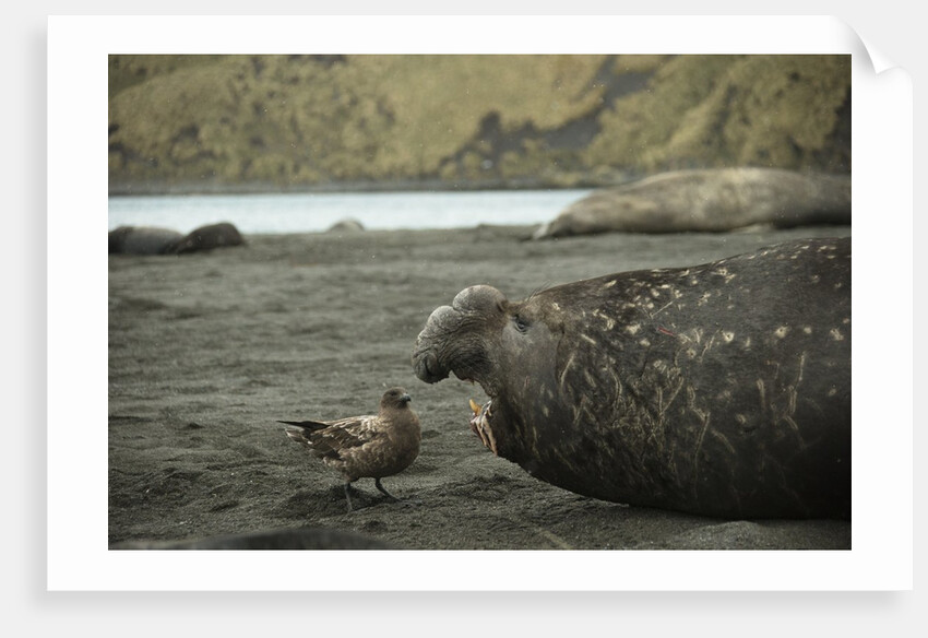 Southern Elephant Seal and Skua by Anonymous