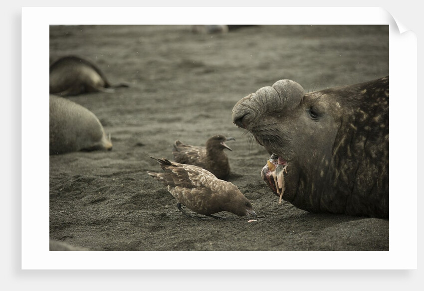 Southern Elephant Seal and Skua by Anonymous