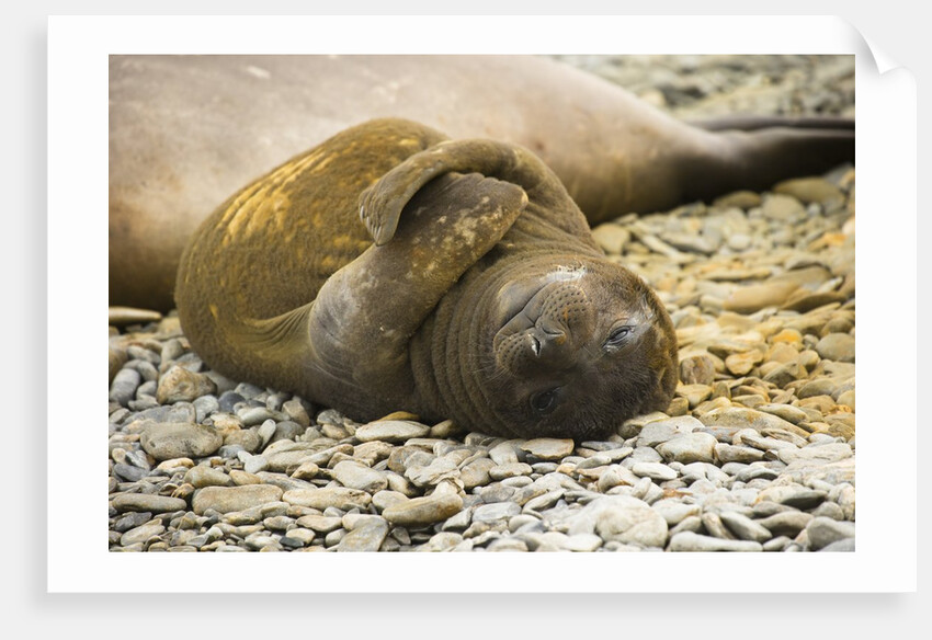 Southern Elephant Seal Cub by Anonymous